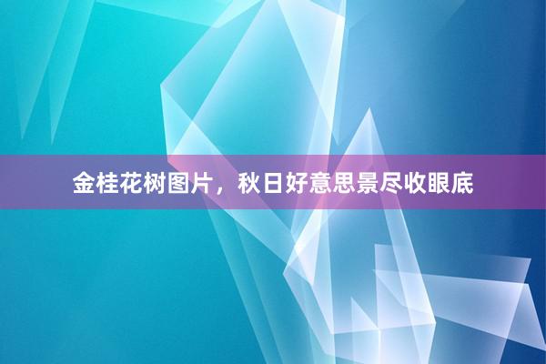 金桂花树图片，秋日好意思景尽收眼底